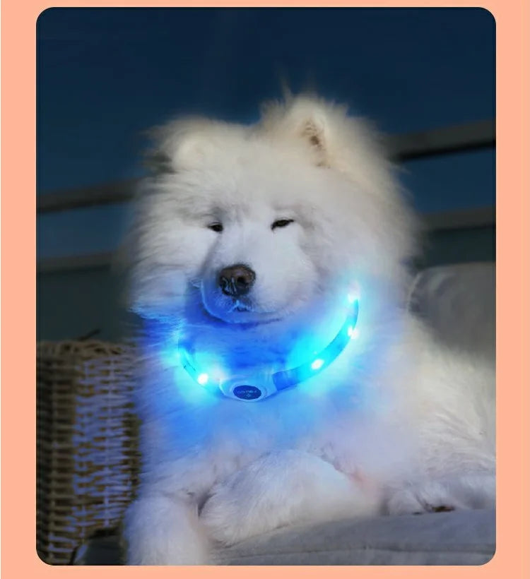 Nova coleira luminosa de LED para cães, em PVC à prova d'água, para cães de grande, médio e pequeno porte. Possui luz USB para segurança noturna e é um acessório luminoso para animais de estimação.