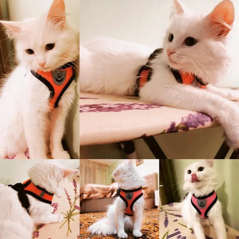 Colete  para gatos