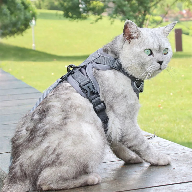 Conjunto de coleira e guia refletivas e estilosas para gatos .