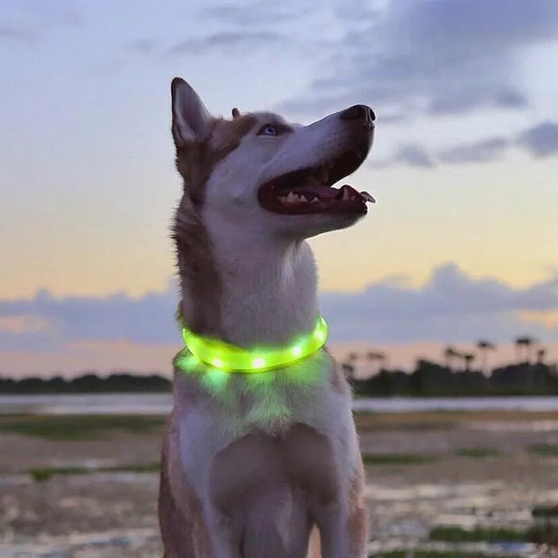 Nova coleira luminosa de LED para cães, em PVC à prova d'água, para cães de grande, médio e pequeno porte. Possui luz USB para segurança noturna e é um acessório luminoso para animais de estimação.