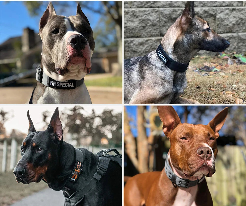 Coleira tática para cães, 1 peça, resistente, em nylon, estilo militar, para uso externo, ideal para cães de porte médio e grande, para treinamento, passeios e trabalho.