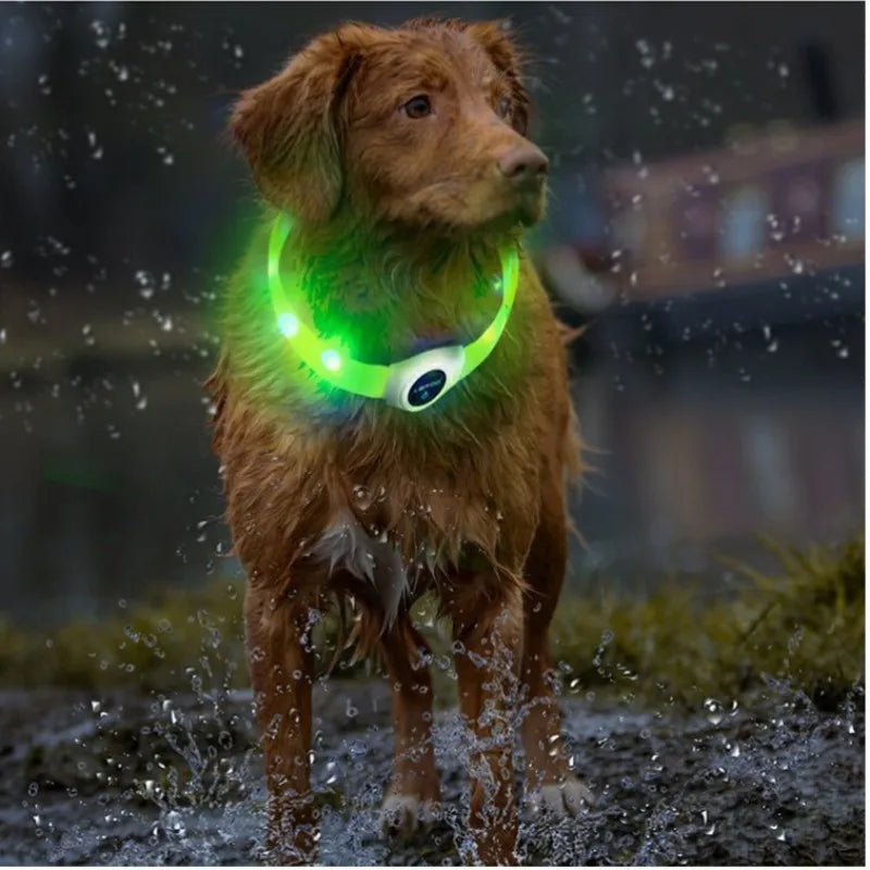 Nova coleira luminosa de LED para cães, em PVC à prova d'água, para cães de grande, médio e pequeno porte. Possui luz USB para segurança noturna e é um acessório luminoso para animais de estimação.