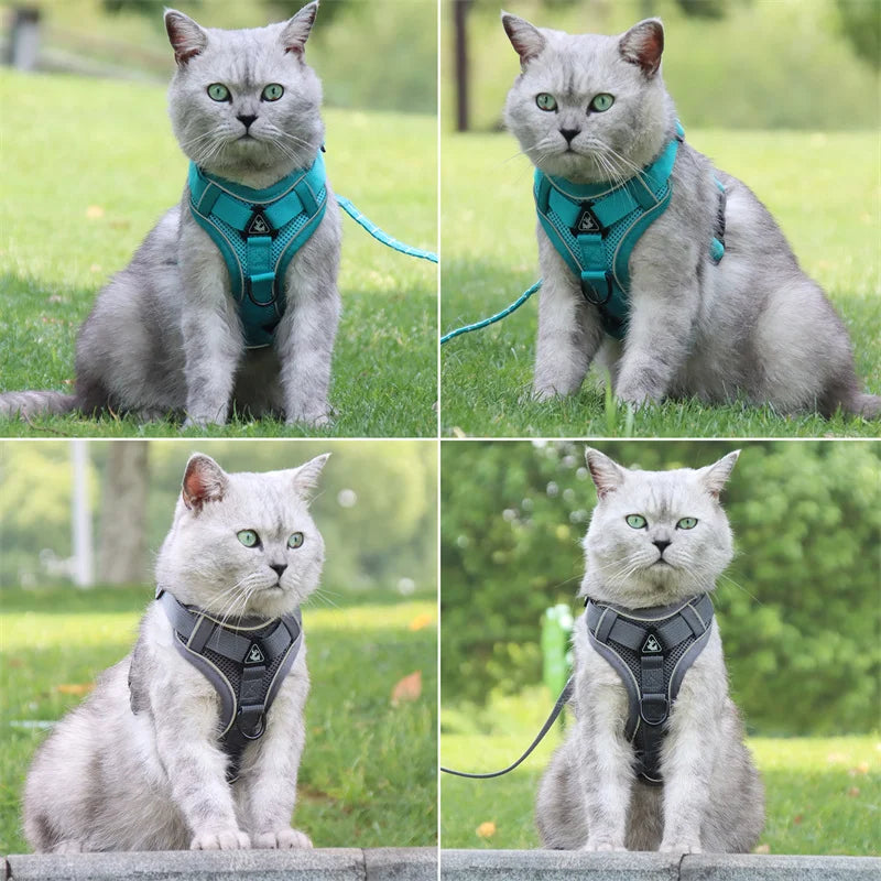 Conjunto de coleira e guia refletivas e estilosas para gatos .