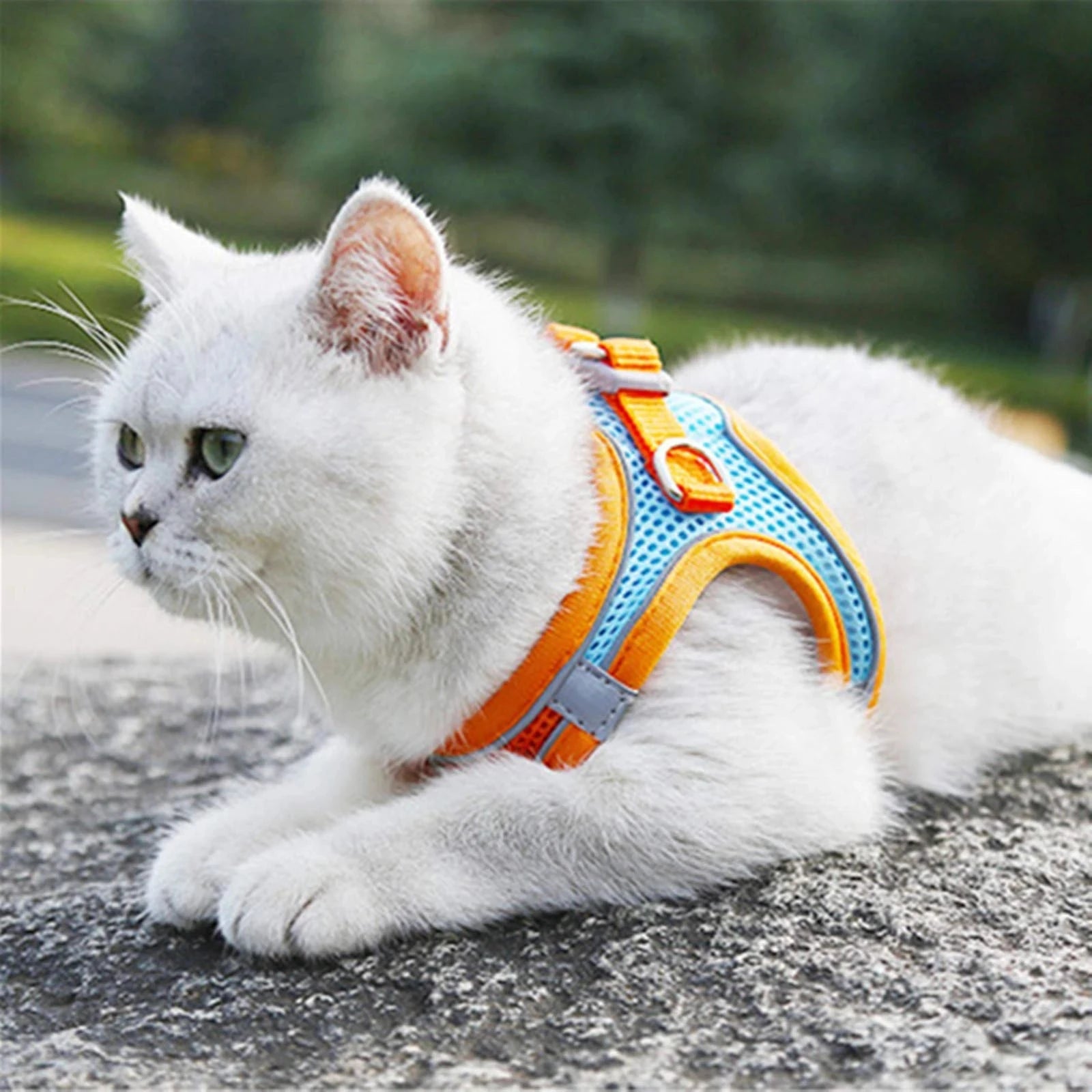 Conjunto de coleira e guia refletora para gatos, ajustável .