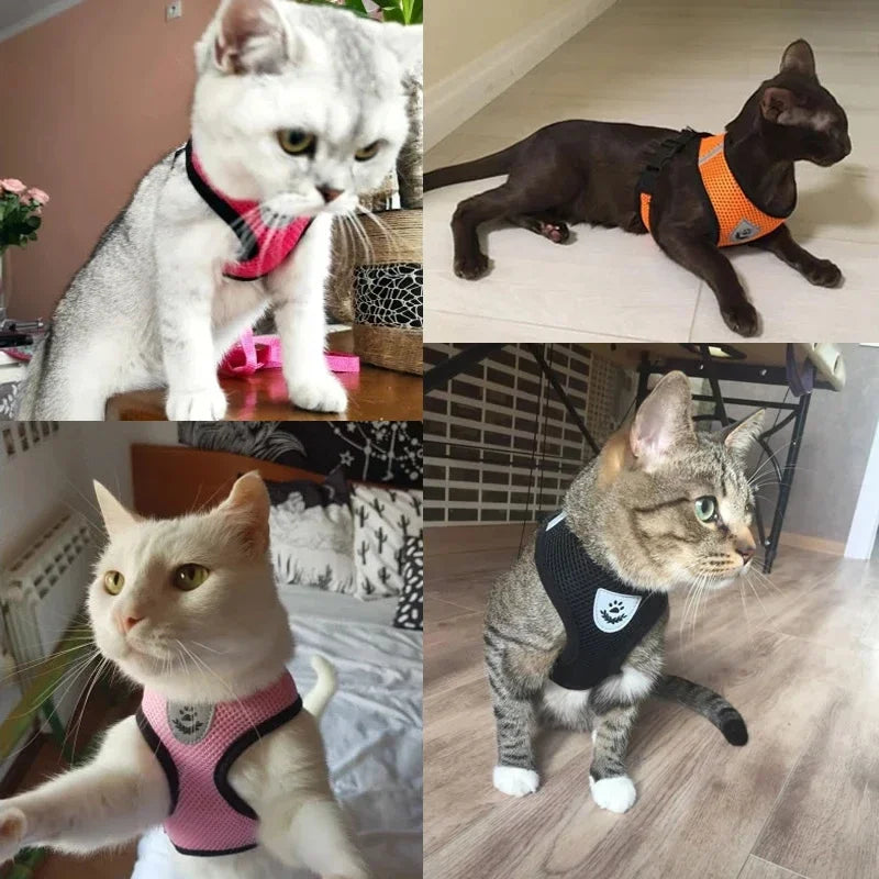 Colete  para gatos