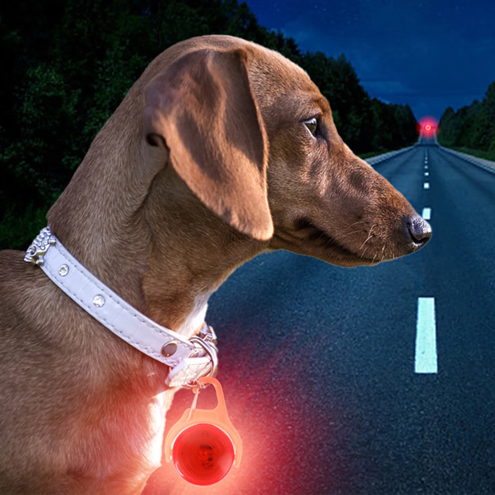 Coleira LED com pingente luminoso para cães, acessório de segurança para passeios noturnos, ideal para cães de pequeno, médio e grande porte.